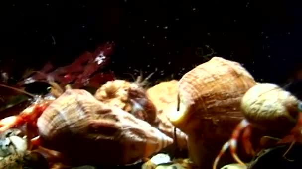 Familie van kanker heremietkreeften onderwater op zoek naar voedsel van witte zee. — Stockvideo