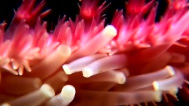 İğneler ve denizyıldızı tentacles su altında beyaz deniz dibinin üzerinde kapat.