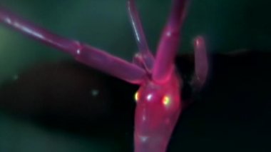 İskelet deniz keçi Caprellalinearis su altında beyaz deniz dibinin üzerinde.