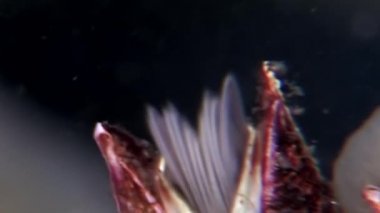 Balanus balanomorpha deniz meşe palamudu deniz kabukluları sualtı deniz yatağı üzerinde.