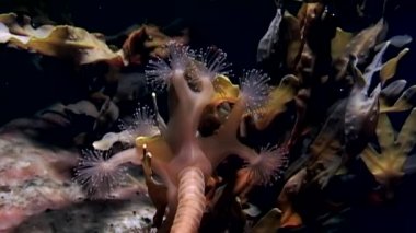 Lucernaria quadricornis su altında beyaz deniz.