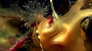 Lucernaria quadricornis yakalar ve Caprella su altında beyaz deniz yiyor