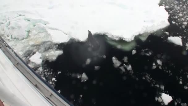 Печать на снежном побережье в океане Антарктиды . — стоковое видео
