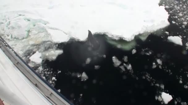 Sello en la costa de nieve en el océano de la Antártida . — Vídeo de stock