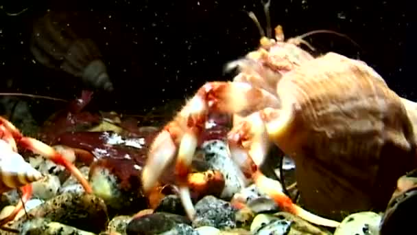 Cancer hermit crab drags shell underwater in search of food of White Sea. — Stock Video