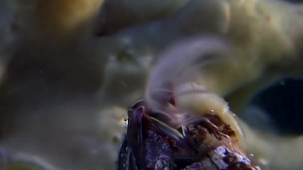 Balanus balanomorpha bellota marina crustáceos marinos bajo el agua en el fondo marino . — Vídeos de Stock