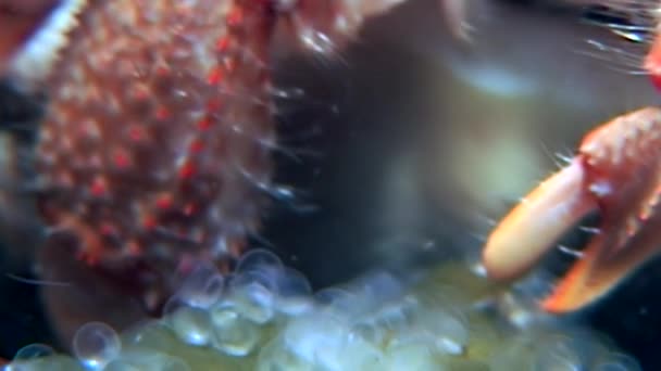 Soldat krabba äter mat under vattnet på havsbotten i vita havet Ryssland. — Stockvideo