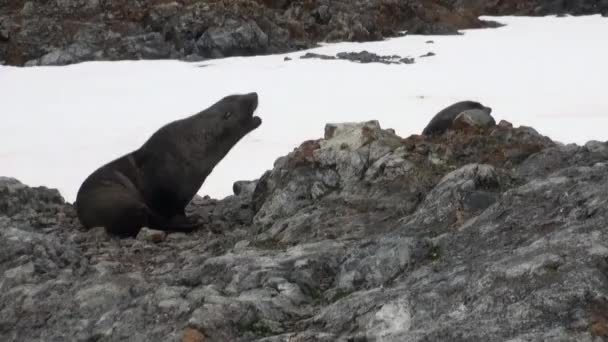 Seals on rock snow coastline in ocean of Antarctica. — Stock Video