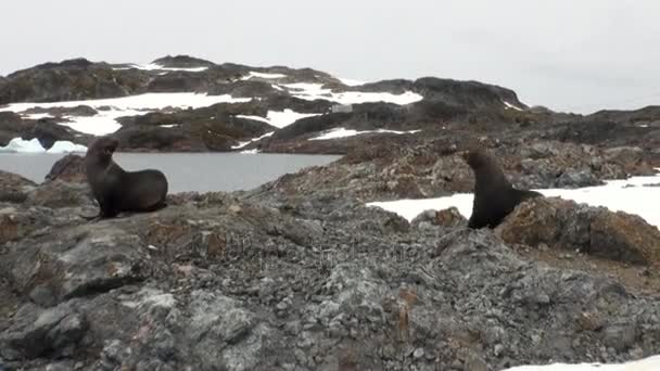 Phoques sur la côte de neige de roche dans l'océan de l'Antarctique . — Video