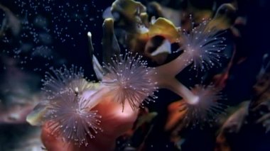 Lucernaria quadricornis su altında beyaz deniz.