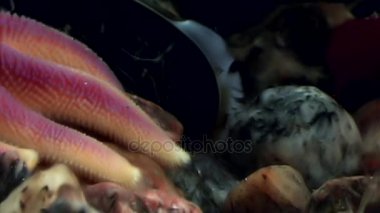 İğneler ve denizyıldızı tentacles su altında beyaz deniz dibinin üzerinde kapat.
