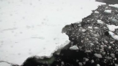 Antarktika'nın okyanusta kar sahil şeridi üzerinde mühür.