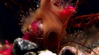 Lucernaria quadricornis yakalar ve deniz keçi sualtı Caprella Ws içinde yiyor.