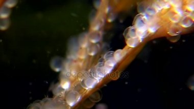 Havyar deniz yosunu üzerinde beyaz deniz Rusya'nın deniz yatağı üzerinde su altında balık için besindir.