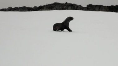 Antarktika'nın okyanusta rock kar sahil şeridi üzerinde mühür.