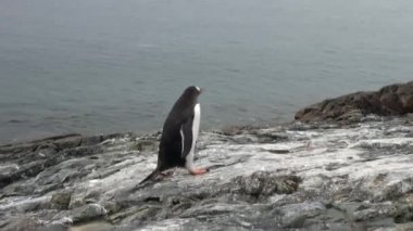 Penguenler kuşlar Okyanusu Antarktika'nın kar çöl sahil şeridi üzerinde.