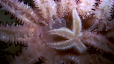 Siyah arka plan deniz üzerinde su altında beyaz deniz yıldızı yakın çekim.