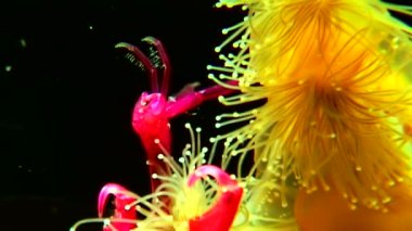 Lucernaria quadricornis yakalar ve Caprella su altında beyaz deniz yiyor