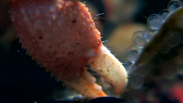 Cancer eremit under vattnet på jakt efter mat äter kaviar på havsbotten i vita havet. — Stockvideo