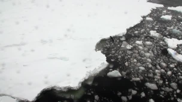 Tätning på snö kust i ocean av Antarktis. — Stockvideo