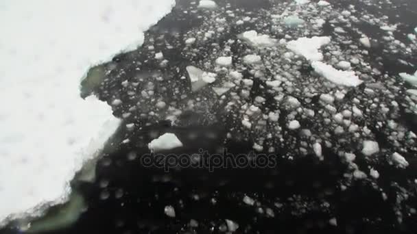 Zegel op sneeuw kustlijn in de oceaan van Antarctica. — Stockvideo