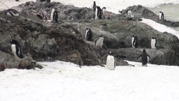 Penguins at station Scientific Antarctic Station Academician Vernadsky. — Stock Video