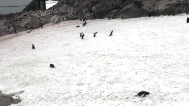 Pinguïns bij station wetenschappelijke Antarctisch Station academicus Vernadski. — Stockvideo