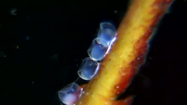 在海藻的鱼子酱是水下的俄罗斯白海海底鱼类的食物. — 图库视频影像
