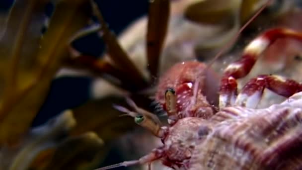 Rakovina poustevník pod vodou při hledání potravy na mořské dno z Bílého moře Rusko. — Stock video