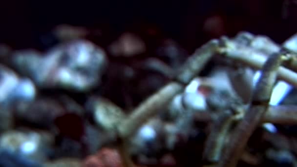 Hios cangrejo bajo el agua en busca de alimentos en el fondo del mar Blanco Rusia . — Vídeos de Stock