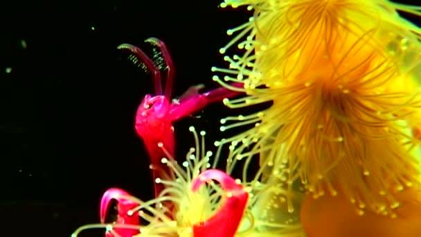 Lucernaria quadricornis captura y come Caprella bajo el agua en el Mar Blanco — Vídeo de stock