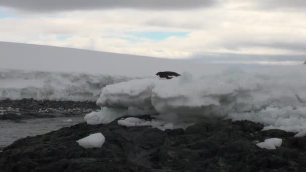 Pingviinien lumirannikko Etelämantereen valtamerellä . — kuvapankkivideo