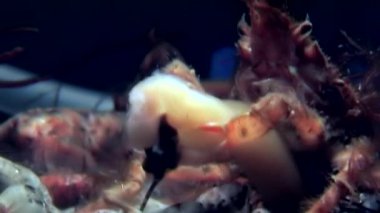 Yengeç hios su altında beyaz deniz Rusya'nın deniz yatağı üzerinde yiyecek bulmak.