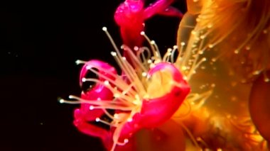 Lucernaria quadricornis yakalar ve Caprella su altında beyaz deniz yiyor