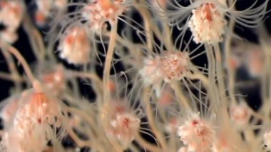 Bell Hydroid denizanası kolonileri açar beyaz deniz sualtı deniz dibinin Rusya'da.