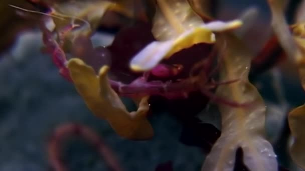 Esqueleto de cabra marina Caprellalinearis bajo el agua en los fondos marinos del Mar Blanco . — Vídeos de Stock