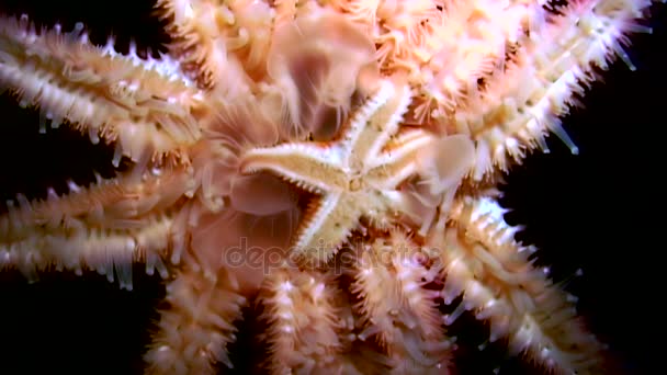 Estrella de mar blanca de cerca sobre fondo negro bajo el agua del mar . — Vídeo de stock