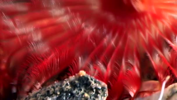 Rojo brillante Potamilla reniformis bajo el agua en los fondos marinos del Mar Blanco . — Vídeos de Stock