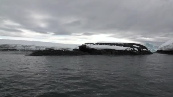 Costa de nieve de pingüinos en el océano de la Antártida . — Vídeos de Stock