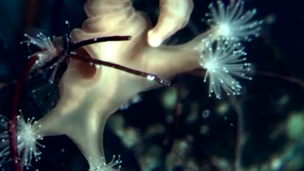 白い海の水中 Lucernaria quadricornis. — ストック動画
