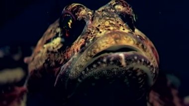 Deniz kaya balığı egzotik balık suyun altında deniz yatağı üzerinde.