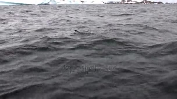 Pingüinos se sumergen en el agua en el océano de la Antártida . — Vídeos de Stock