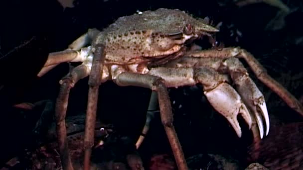 Crab hios underwater in search of food on seabed of White Sea Russia. — Stock Video