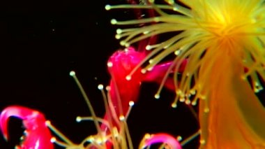 Lucernaria quadricornis yakalar ve Caprella su altında beyaz deniz yiyor