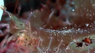 İskelet deniz keçi Caprellalinearis su altında beyaz deniz dibinin üzerinde.