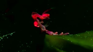 Caprellidae su altında beyaz deniz dibinin üzerinde.