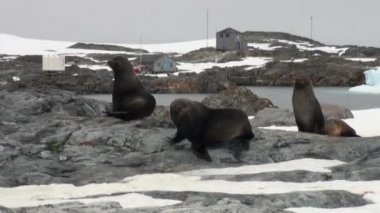 Mühürler bilimsel Antarktika istasyonu akademisyen Vernadsky, karda.