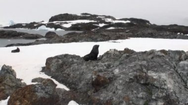 Mühürler rock kar kıyı şeridi okyanus Antarktika üzerinde.