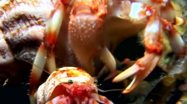 Kanser keşiş sualtı gıda beyaz deniz Rusya'nın deniz yatağı üzerinde arama.