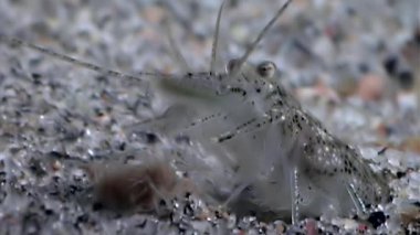 Gıda sualtı deniz dibinin beyaz deniz Rusya'nın arayışı içinde maskeli cam karides.